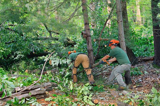 Tree Root Removal in Antioch, CA